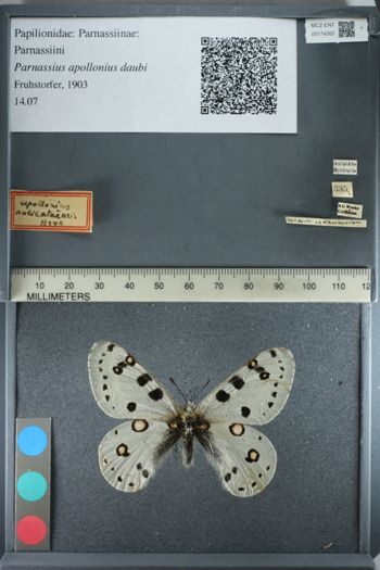Media type: image;   Entomology 174262